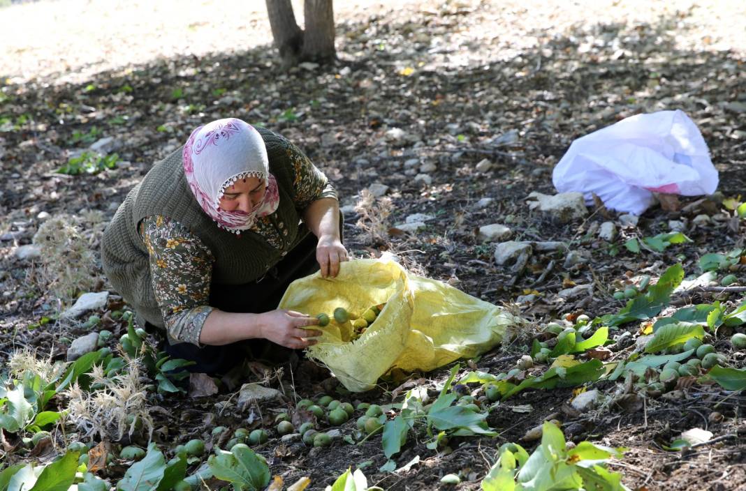 109 yıldır aynı şekilde hasadı tamamlanıyor. Komşu köyler bu yönteme hayran 2